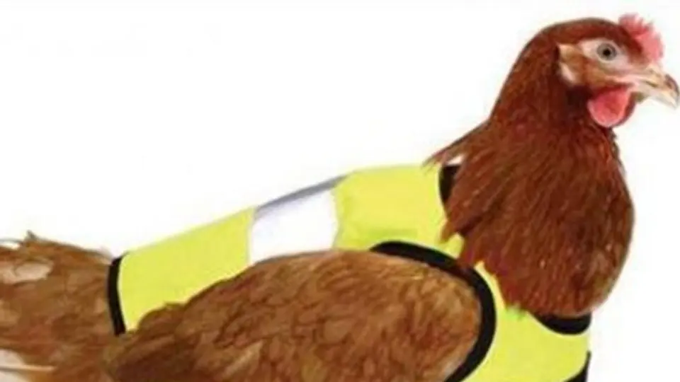 Gallinas con abrigos, moda inglesa