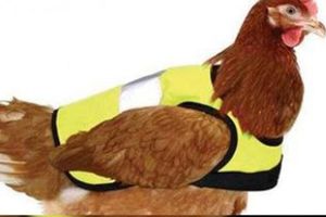 Gallinas con abrigos, moda inglesa