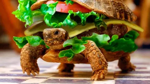 Pasajero mete tortuga en una hamburguesa para subirla al avión