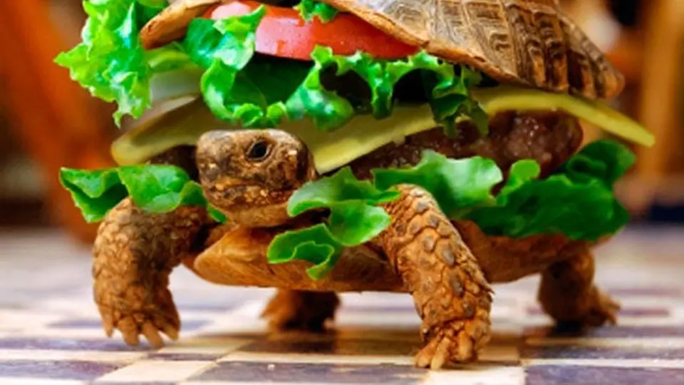 Pasajero mete tortuga en una hamburguesa para subirla al avión