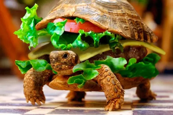 Pasajero mete tortuga en una hamburguesa para subirla al avión