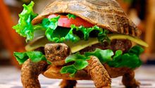 Pasajero mete tortuga en una hamburguesa para subirla al avión