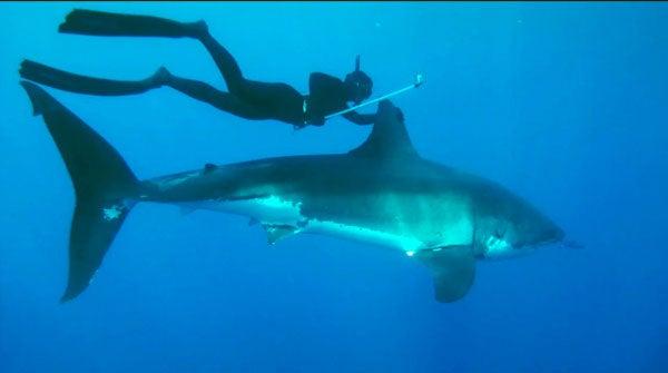 Durante una sesión de video, Kimi se encontró con un tiburón en las playas de Guadalupe en México | ESPECIAL