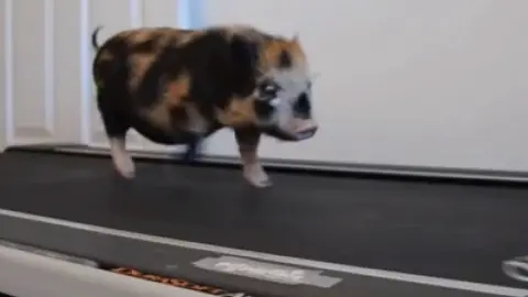 Cerdito instructor de 'cardio'