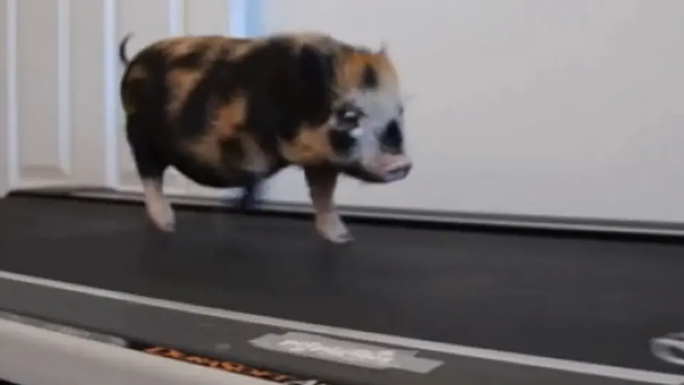 Cerdito instructor de 'cardio'