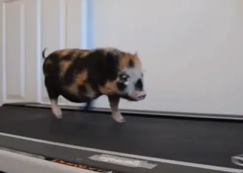 Cerdito instructor de 'cardio'
