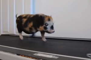 Cerdito instructor de 'cardio'