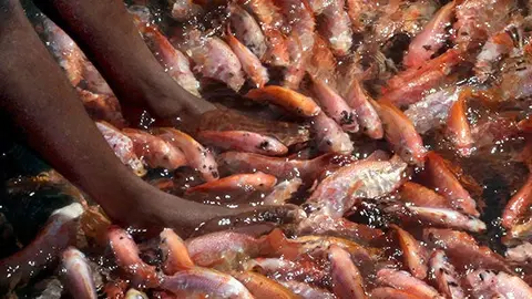 Los 'peces doctores' de Sri Lanka