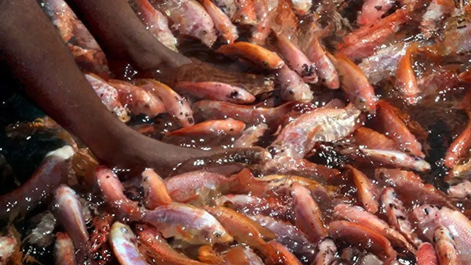 Los 'peces doctores' de Sri Lanka