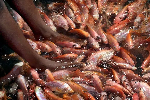 Los 'peces doctores' de Sri Lanka