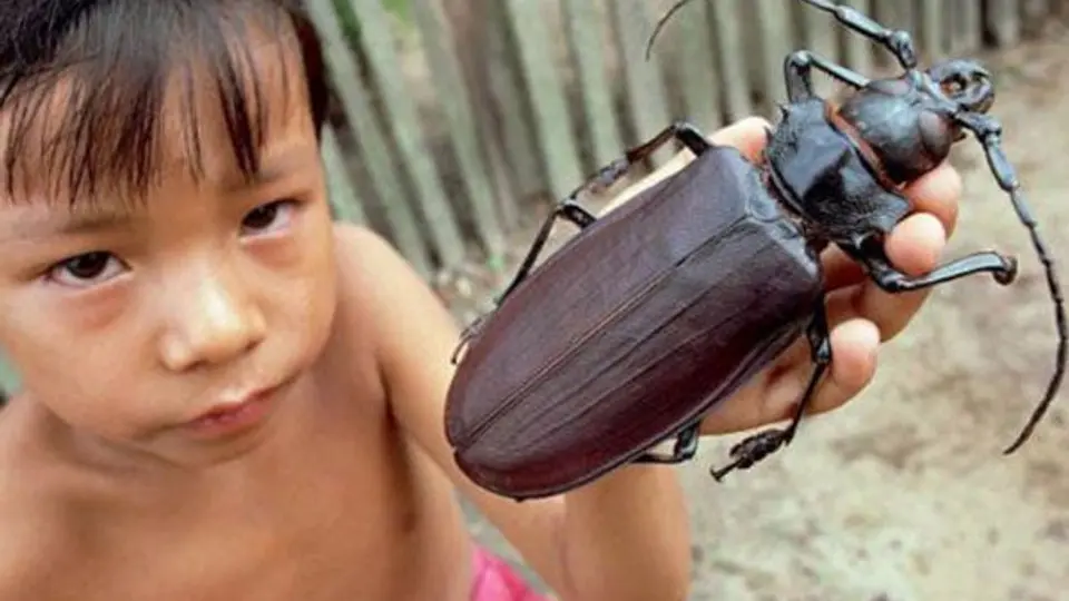 Titán escarabajo, el insecto más grande del mundo