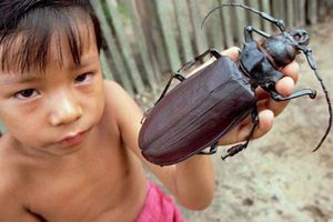 Titán escarabajo, el insecto más grande del mundo