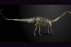 Subastarán el esqueleto de 'Misty' en Inglaterra