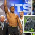 Calvin Bassey and Alex iwobi tip Anthony Joshua to save humans against Gorilla | Imago, WWF