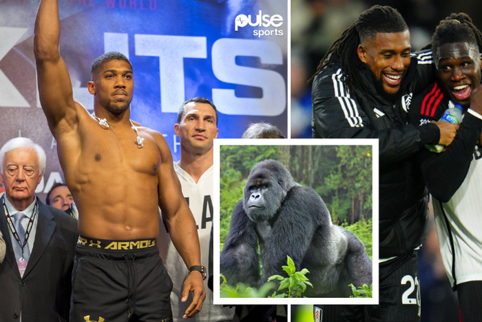 Calvin Bassey and Alex iwobi tip Anthony Joshua to save humans against Gorilla | Imago, WWF