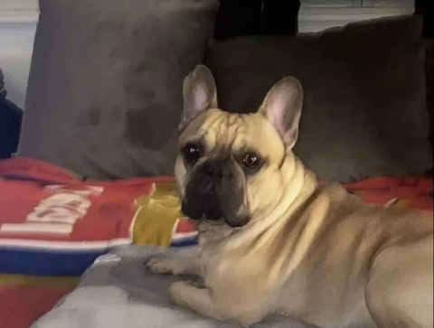 Reiss Nelson's dog Pooch Tiago || Photo Credit: The Sun