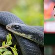 Beware of Snakes - Switzerland’s World Cup camp has a surprising warning