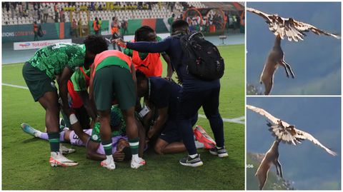 Top 3 animals Nigeria's Super Eagles faced on the road to AFCON final