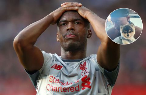 Warrant issued to arrest former Chelsea and Liverpool star Daniel Sturridge over pet dog