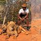 After his renewal with NBA franchise New York Knicks, Nigerian star Precious Achiuwa turns Lion King in Zambia.