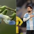 Scientists name new endangered organism after Lionel Messi