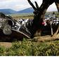 Elfyn Evans wins Safari Rally as Takamoto Katsuta crashes on final stage