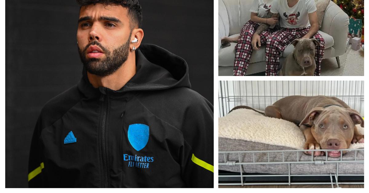 Arsenal goalkeeper David Raya acquires banned dog breed for protection ...