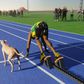 Is Usain Bolt faster than the world's fastest dog? 3D simulation puts theory to test