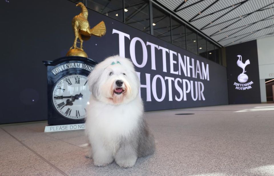 Tottenham predstavil nového sponzora, ktorý ho ihneď zosmiešnil: Pes by bol možno lepší obranca