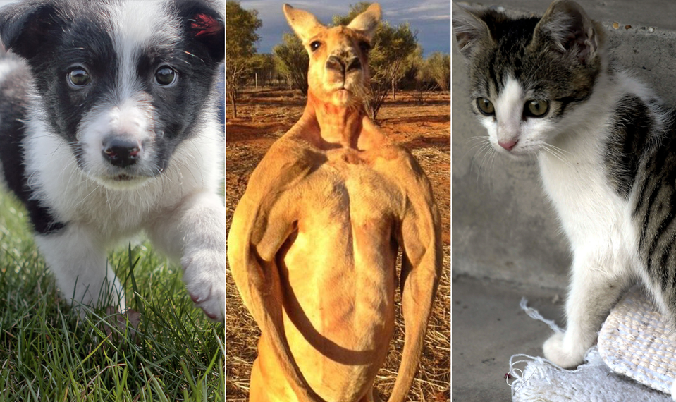Mačiatka, šteniatka a boxujúci klokan. Bizarné požiadavky tenistov na Australian Open