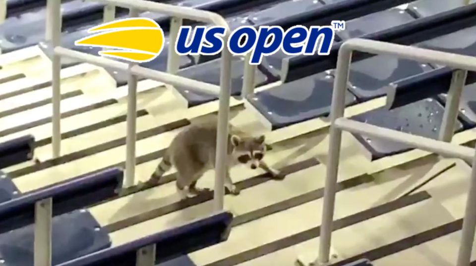 Medvedíky čistotné na US Open.