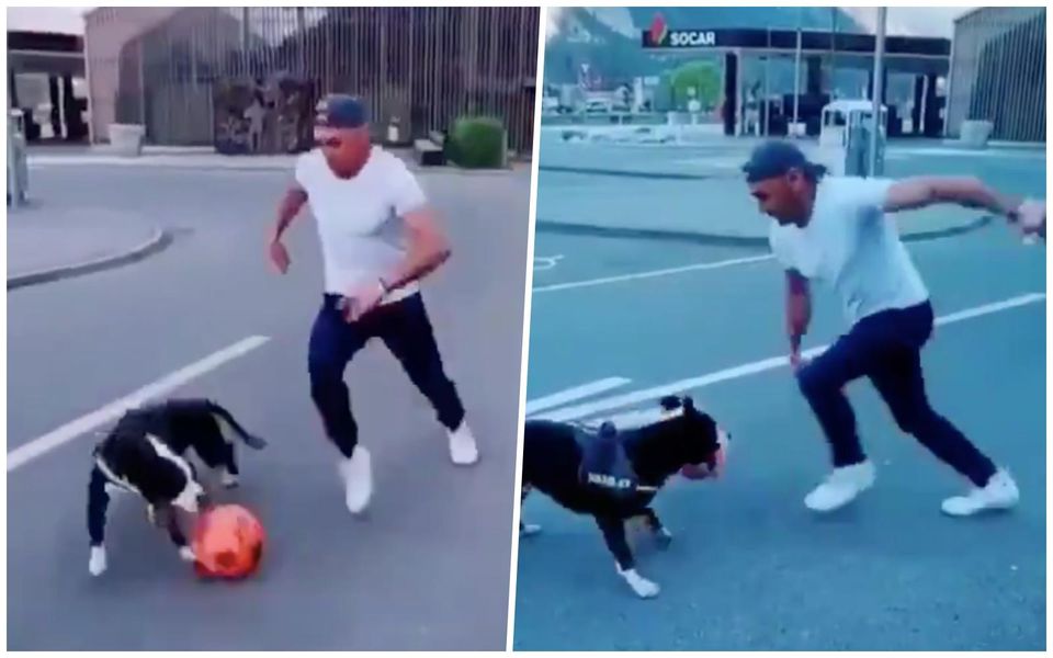 VIDEO: Najlepší futbalový obranca medzi psami