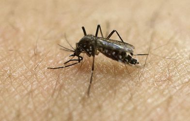 Priama reč Pavla Maloviča: Komáre útočia