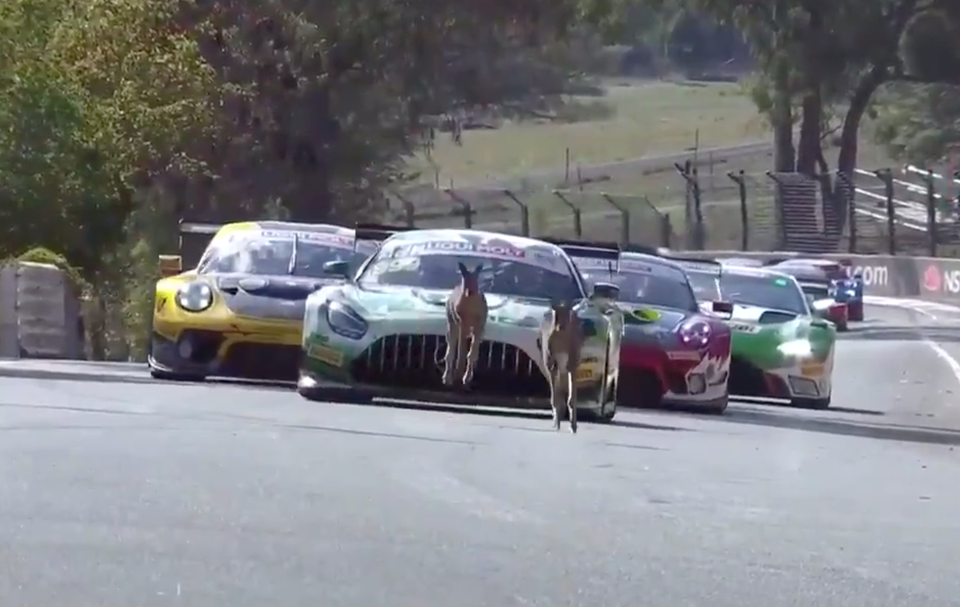 Kengury na pretekoch v Austrálii