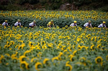 Žltý dres, Sky a slnečnice - dokonalý záber z Tour de France