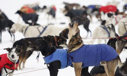 Psie záprahy: Na štarte pretekov v Králikoch bude 50 mašerov