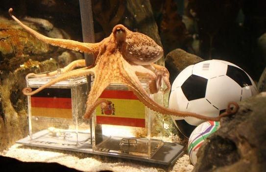 Chobotnica paul fotka nemecko spanielsko cnn com