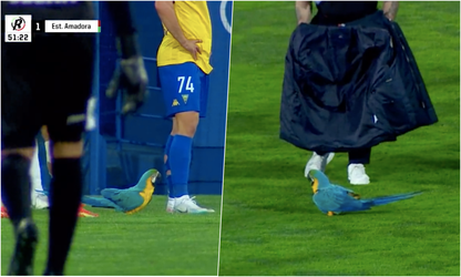 Obrovský vták na ihrisku! Zápas v Portugalsku narušil nečakaný návštevník