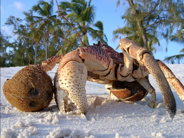 Krab palmový (Coconut Crab) je rozšírený v oblasti severného Pacifiku, Indického oceány a Oceánii. Početná populácia obrovských krabov, ktorí môžu dorásť až do veľkosti 1 metra, žije aj na Severných Mariánach.