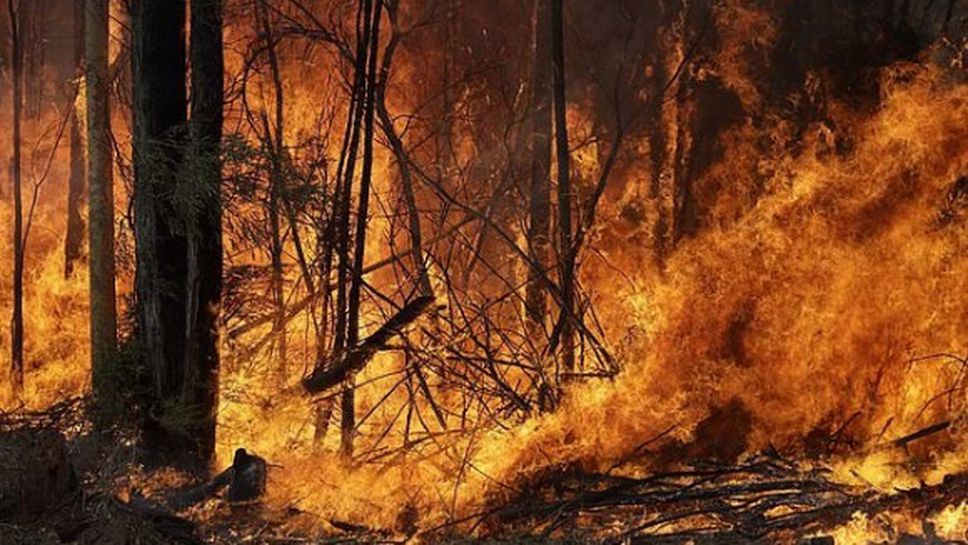 Вратарят на Брайтън дари 28 000 австралийски долара на пострадалите от пожарите