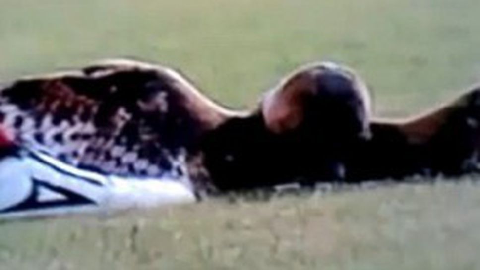 Убиецът на бухал в Колумбия се размина със затвор