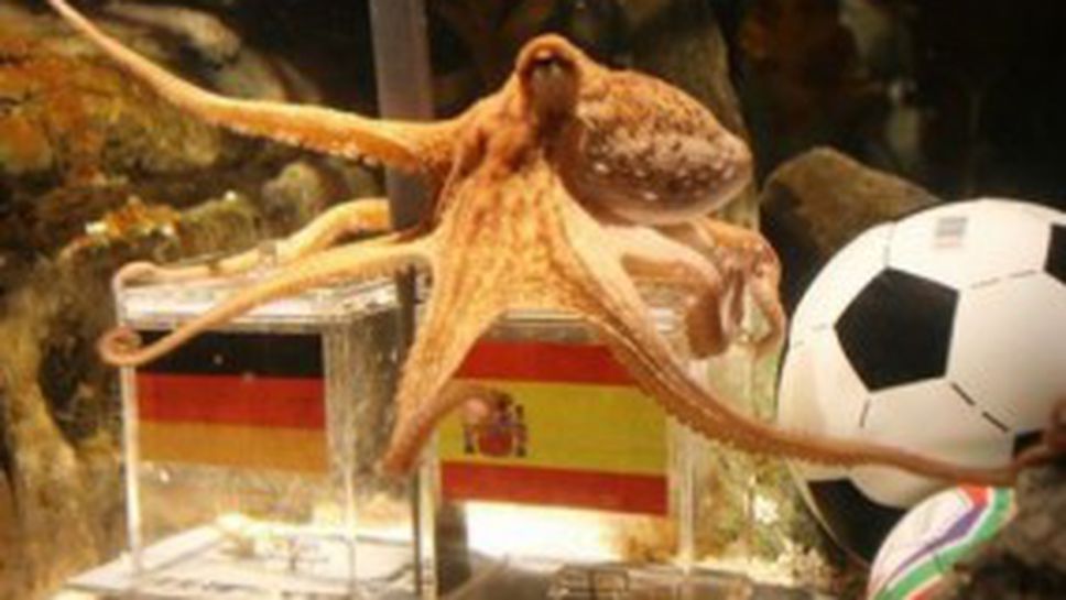 Октоподът Паул се превърна в любимец на Испания