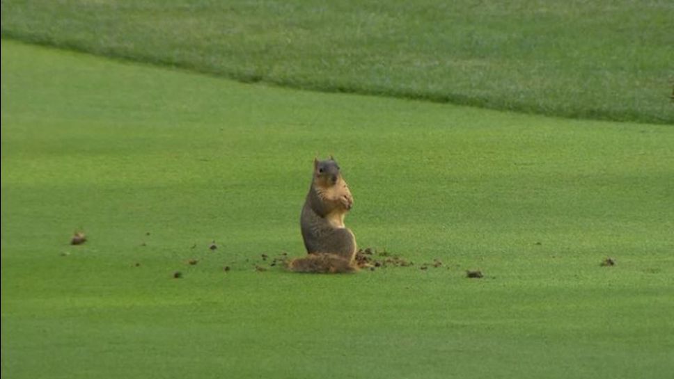 Катерица изкопа игрището и се превърна в голямата звезда на голф турнир в Охайо