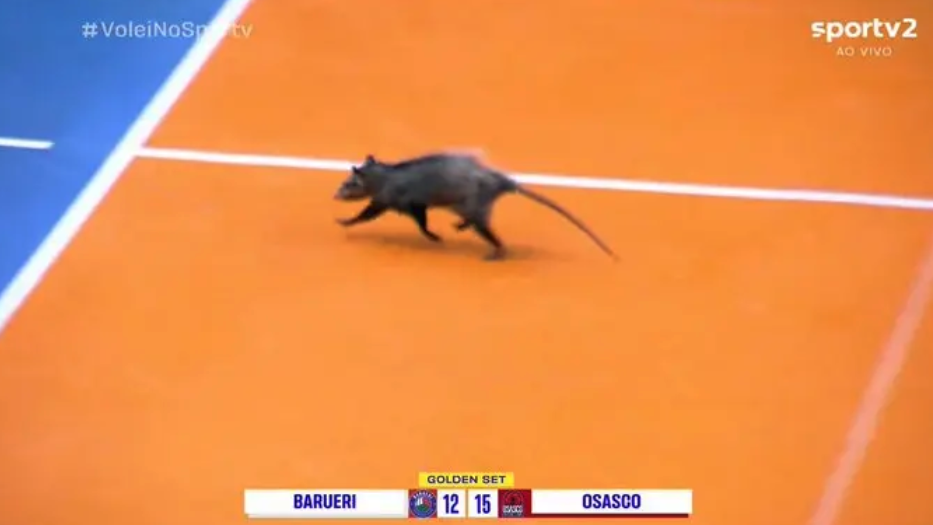 Опосум прекъсна волейболен мач в Бразилия