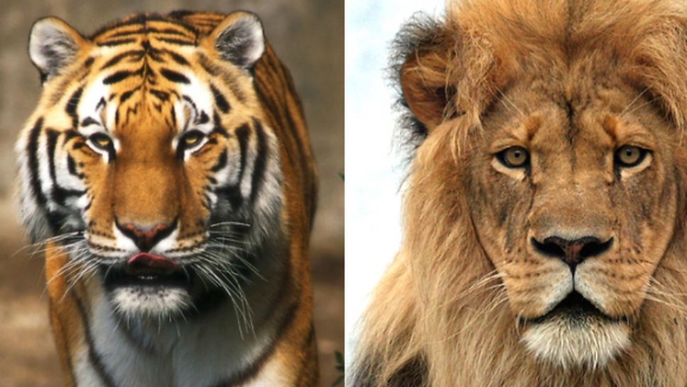 Джей Ар Смит за Джордан и ЛеБрон: Не може да ги сравняваме, те са като тигър и лъв