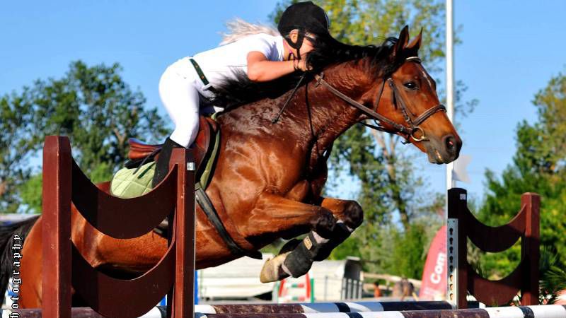 150 расови коне ще спорят за отличията на "Купа Бургас"