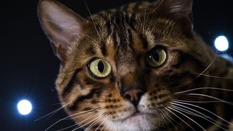  Отнеха котките на Курт Зума, полицията и Уест Хам се задействаха 