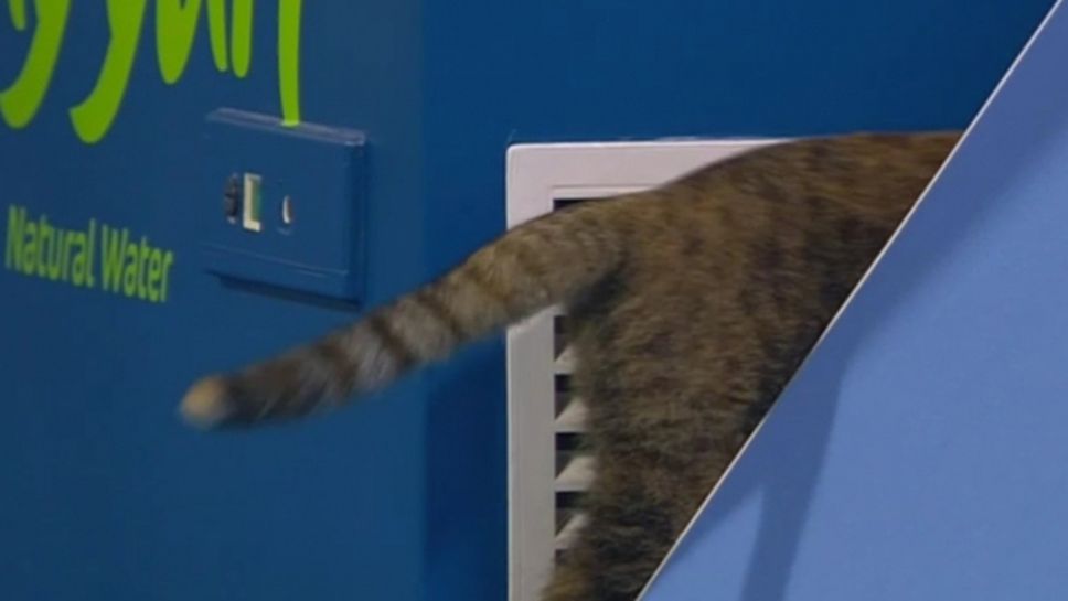 Котка на корта разсейва играчите на тенис мач в Доха