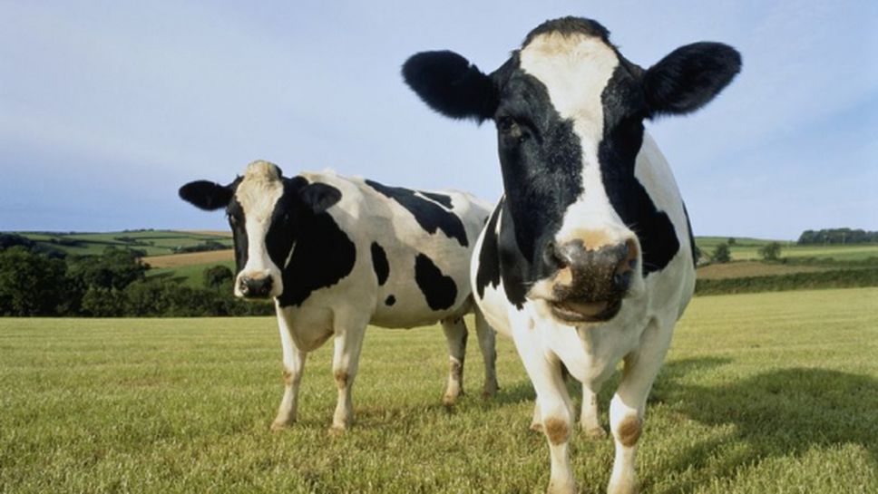 Лоша крава контузи вратар в Шотландия