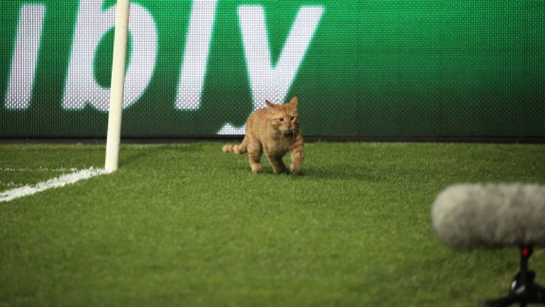 УЕФА може да накаже Бешикташ заради котката